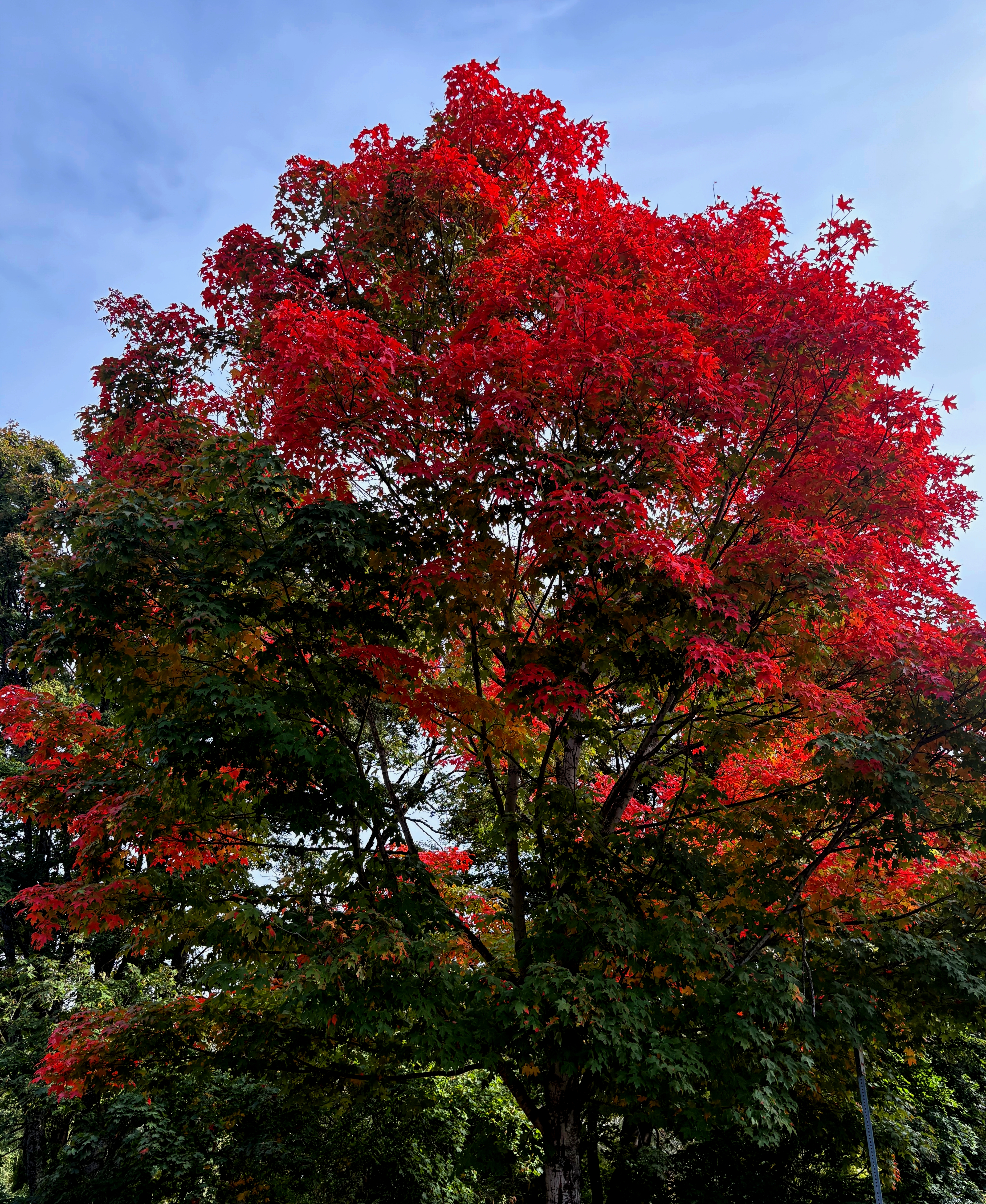 Large Autumn Maple
